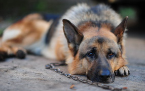 German Shepherd dog on a chain
