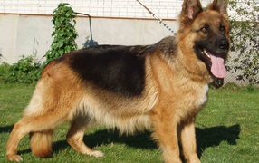 Немецкая овчарка на поводке