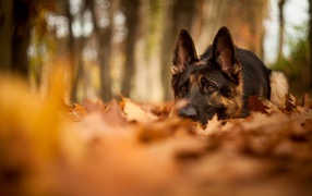 German Shepherd in the autumn park