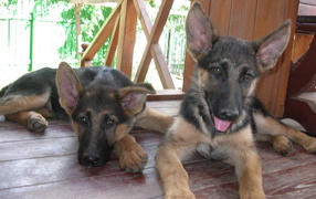 Щенки немецкой овчарки отдыхают на веранде