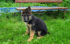 German Shepherd puppy off the bench