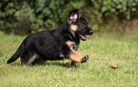 Щенок немецкой овчарки бежит по траве