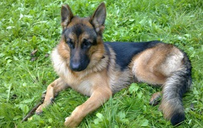 Немецкая овчарка отдыхает на траве