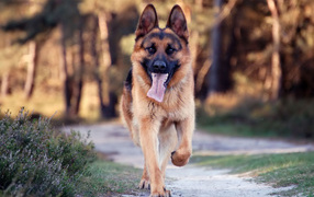 Немецкая овчарка бежит по дороге