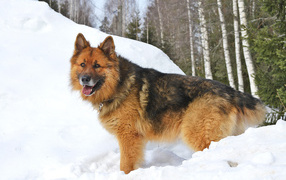 German Shepherd standing in the snow