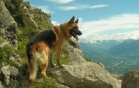 Немецкая овчарка в горах