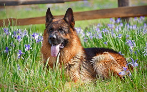 German shepherd lying in flowers