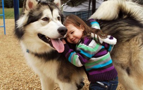 Girl and a big husky