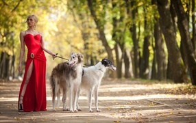 Girl in red with greyhounds