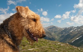Glad Airedale in the mountains