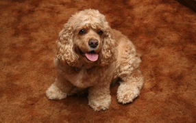 Золотой американский кокер спаниель