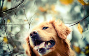 Золотистый ретривер