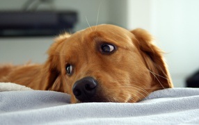 Золотой ретривер в кровати