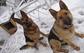 Хорошие охранники немецкие овчарки