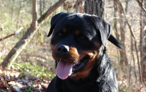 Good view of the Rottweiler