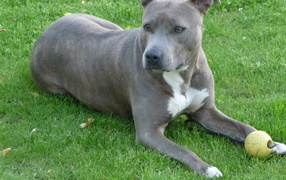 Серый американский стаффордширский терьер