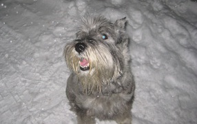 Grey Schnauzer in the snow