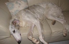 Greyhound dog lying on the couch