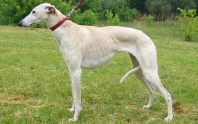 Greyhound dog on a leash