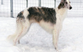 Greyhound dog standing in the snow