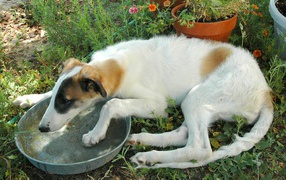 Greyhound drinking water