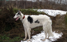 Greyhound in spring forest