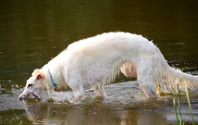 Борзая играет в воде