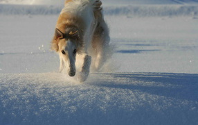 Greyhound running in the snow