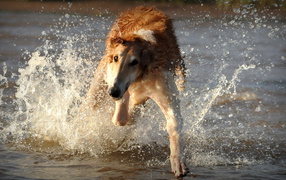 Greyhound runs on water