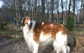 Борзая гуляет на поводке