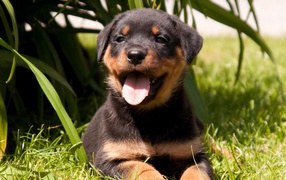 Веселый щенок ротвейлера