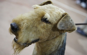 Head of brown Airedale Terrier