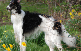 Борзая среди цветов