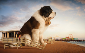 Huge St. Bernard dog on the beach