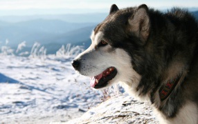 Лайка смотрит на поле