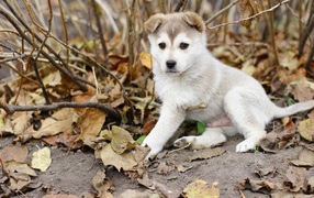 Husky puppy in autumn forest
