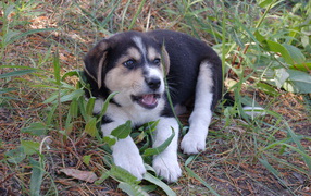 Щенок лайки в траве