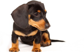 Interested Puppy dachshund