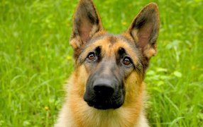 Заинтересованный взгляд немецкой овчарки