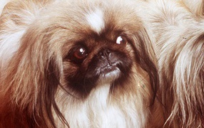 Заинтересованный взгляд пекинеса