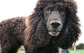 Порода ирландский водяной спаниель