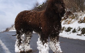 Irish Water Spaniel after running in the snow