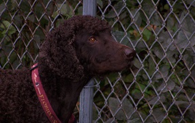 Ирландский водяной спаниель у забора