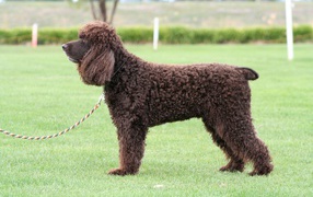 Собака ирландский водяной спаниель на поводке