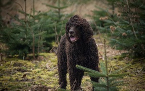 Irish Water Spaniel in the forest