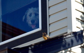 Ирландский волкодав смотрит из окна