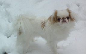 Японский хин на снегу