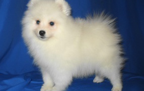 Щенок японского шпица