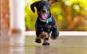 Joyful dachshund runs