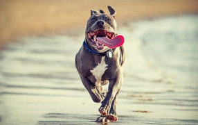 Joyful pit bull runs